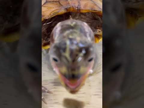 HOW TO FEED A MESSY LITTLE TURTLE! E.T the Black Breasted Leaf Turtle #shorts