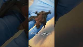 Wildlife Wednesday: Neonate Big Brown Bat #bats #wildlife #animalshelter