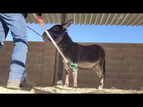 1st session handling Johnny's hooves,part 2