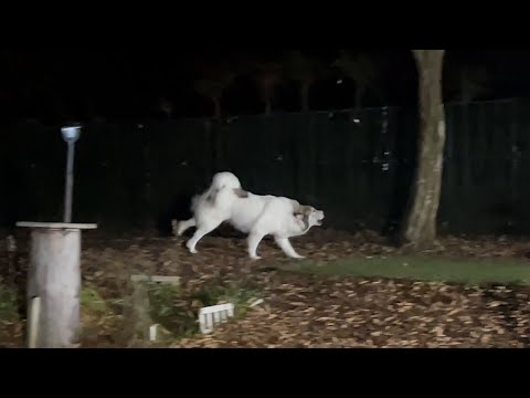 【ルンルンの裏庭】闇夜にひとり番犬を頑張るベル