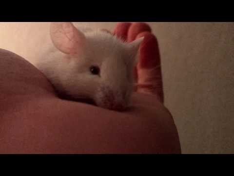 A little white mouse chilling on my hand