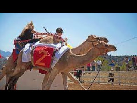 CAMEL RACING IN LAS VEGAS NEVADA USA, FUN AND SCARY.