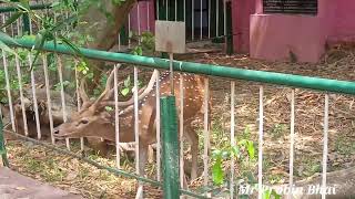 Chennai vandalur zoo park (Mr__Probin__Bhai)