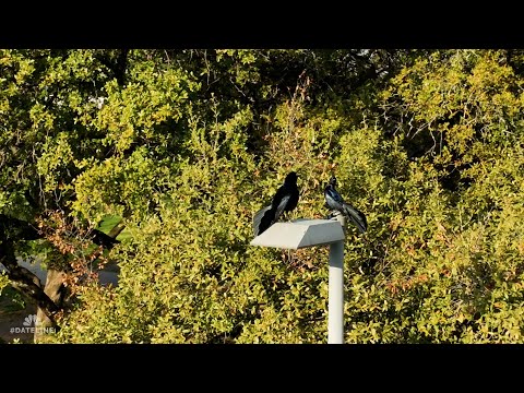 A Postcard from the Field: The Grackles of Austin, Texas | Dateline NBC