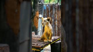 Lion Cub Roar | Sher K Bache Ki Awaaz #shorts #lion #lioncub #babylion | Solo Animals Shorts