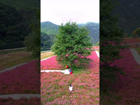 요즘은 여기가 대세 🌺 지금 놓치면 후회하실걸요 😉영월 붉은 메밀꽃,홍메밀축제 #영월여행 #국내여행 #가을여행지 #국내여행지추천 #홍메밀축제,10월여행지