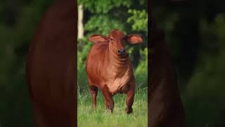 cow video...!! cartune 3d style'' video 📷📷..#cartoon #animals #cow #cowvideos #happy #happyholi