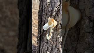 Tapping Maple Trees for Syrup!