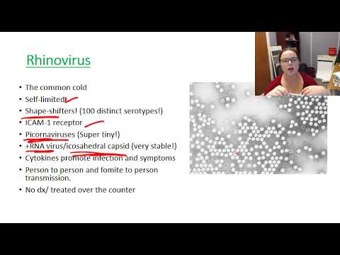 Rhinovirus