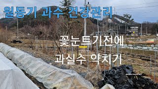 월동기 과수의 건강관리#네오황#월동기방제#gonifarm#고니팜#240305