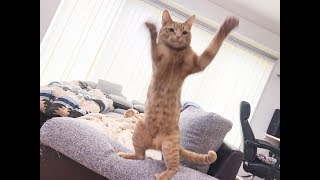 猫ちゃんの理解しがたい珍行動がじわじわ面白くて和むｗ～Unusual unusual behavior of cats is interesting and soothing.