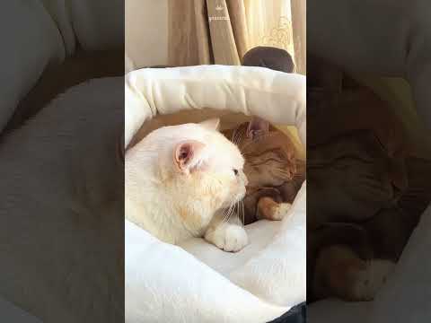 昼寝しても少し話そうEven when taking a nap, let’s chat a little#おしゃべり好きな猫たちCats that like to talk#cutestcouple