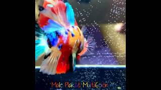 #SHORTS / IKAN CUPANG PLAKAT MULTICOLOR - BETTAFISH PLAKAT MULTICOLOR