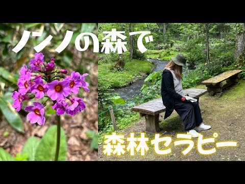 (Hokkaido Lake Kussharo Area Spots) The Secret of "Nonno Forest": A Relaxing Nature Walk