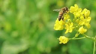 Canola flowers