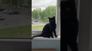 Funny black cat sitting at the window #cat #funny #cats #blackcat #blackcatsrule #shorts