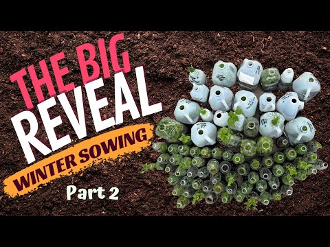 Part 2 AMAZING UNBELIEVABLE WINTER SOWING REVEAL- Comparisons &  Results You Have To See To Believe!