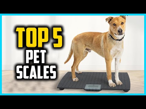 ✅Top 5 Best Pet Scales in 2025