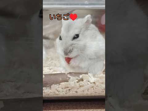 イチゴ大好きハムスター（ピク）#ハムスター #イチゴ #おやつ#かわいい #癒し#hamsters #cute #ペット