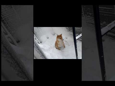 雪に喜ぶ柴犬が可愛すぎる！！！　#柴犬 #雪 #犬 #shorts #dog #大雪