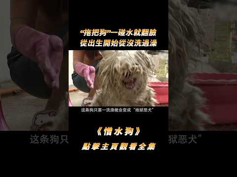 “拖把狗”一碰水就翻臉，從出生開始從沒洗過澡，髒到認不出品種#shorts