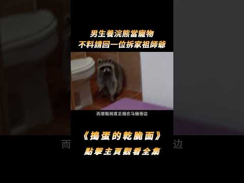 男生養浣熊當寵物，不料請回一位拆家祖師爺，每天起床都像遭了賊#shorts