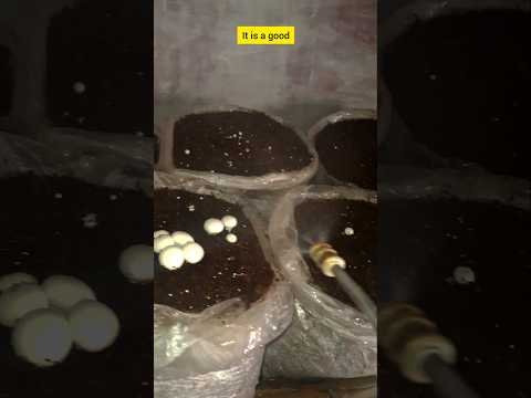 Mushroom farming watering system without electricity Button mushroom farming #shorts