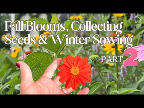 In My Garden Beautiful Blooms, Easy Seed Collecting Tips & MY BIG IDEA Part 2 |  The Southern Daisy