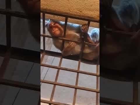 Funny Monkey Video| Cute Macaque #shorts #monkey #funnyanimal #funny #funnyvideo #shortsvideo