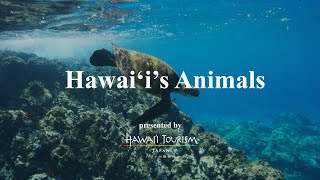 Hawai‘i's Animal～癒しの世界へ～