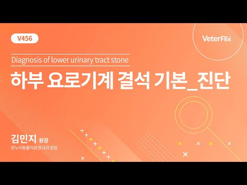 [베터플릭스][하부 요로기계 결석 기본] 진단 (Diagnosis of lower urinary tract stone)