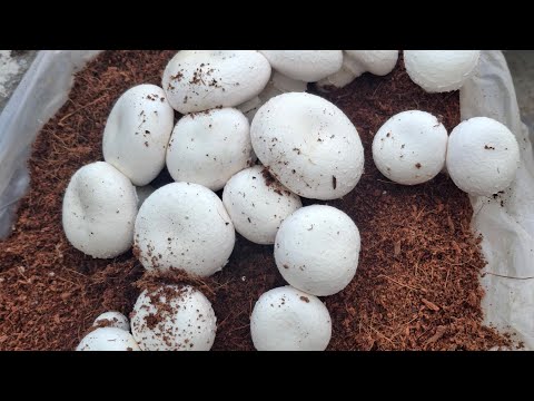 Mushroom farming mai water spray kaise karte hai #Mushroom