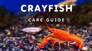 CRAYFISH CARE GUIDE FOR BEGINNERS | HOW TO CARE FOR CRAYFISH