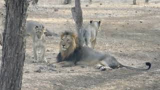 Asiatic Lion 🦁 Male & Cubs