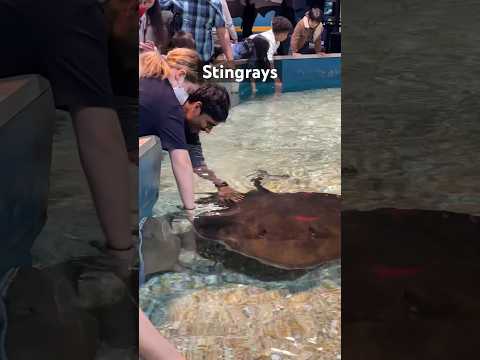 And we touched Stingrays 🐟#ripleysaquarium #canada #toronto