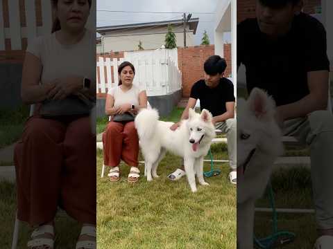 Very beautiful Siberian Husky  #husky #siberianhusky  #dog #shorts