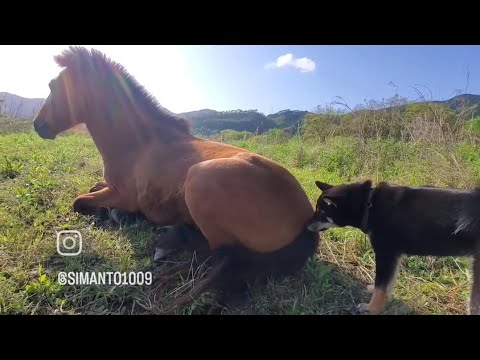 馬のお尻チェックする柴犬