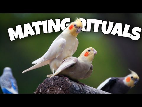 🥚 Understanding Cockatiel Mating Behavior and Rituals