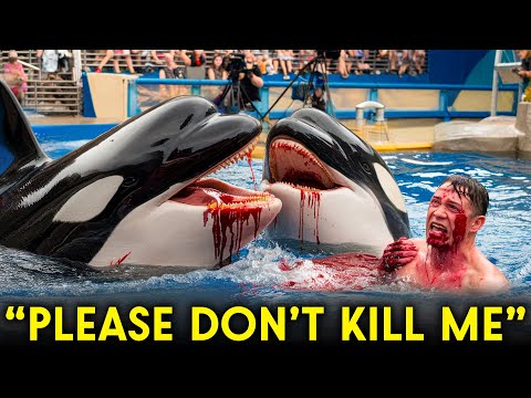 The TERRIFYING Last Moments Of Orca Trainer Zayne Marston Recorded!