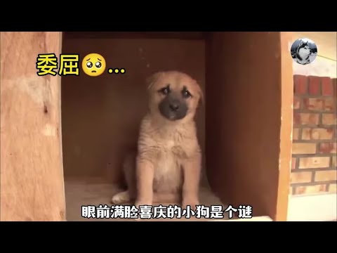 公犬不小心当上爹，但孩子身世是个谜，却是亲妈故意抛弃？#萌宠