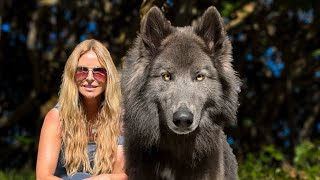 AMERICAN BLUE BAY SHEPHERD DOG -  He’s HUGE, BLUE & Super RARE!!