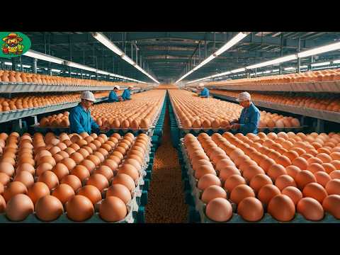 Eggs Mega Factory: How Millions of Eggs Are Made in American Poultry Farms