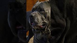 Das ebidence #canecorso #italianmastiff #mastiff #salmoncreekcanecorso #dogs #corso #bigdogs #pets