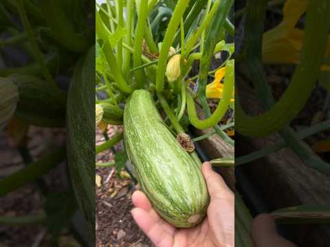 Backyard harvest! The best grocery store 🥒  #backyardharvest #backyardgardening #growyourownfood