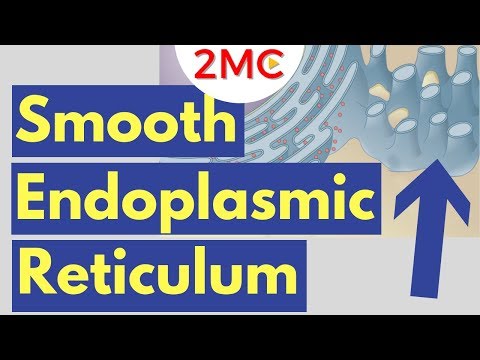 Smooth Endoplasmic Reticulum Function and Structure | Cell Biology Simplified