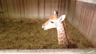 【広島市安佐動物公園】激レア！キリンの鳴き声