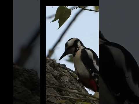 Woodpecker Drumming!   #shorts   #shortsvideo