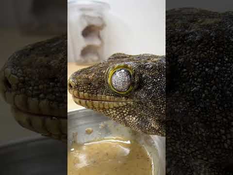 Feeding Largest Gecko Species in the World!