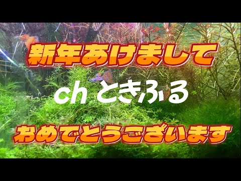 chときふる　今年もよろしくお願いします。　#アクアリウム  #水草