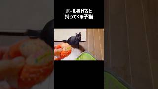 ボールを投げると持ってくる子猫　#保護猫 #元野良猫 #子猫